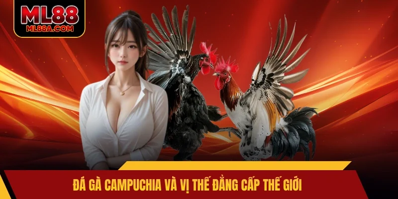 Đá gà Campuchia và vị thế đẳng cấp thế giới