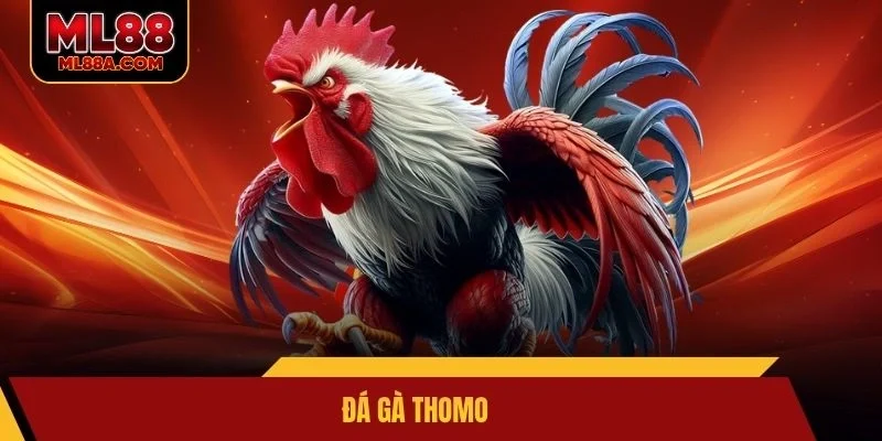 Đá gà Thomo
